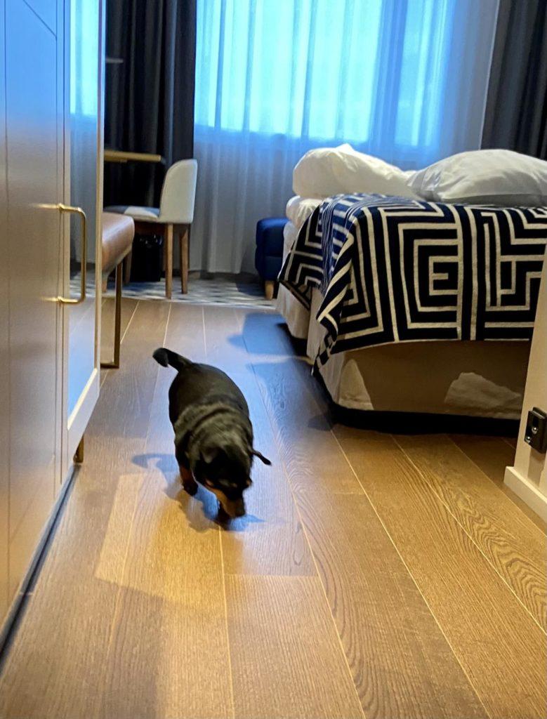 Koira kävelee hotellihuoneessa nuuskien maata