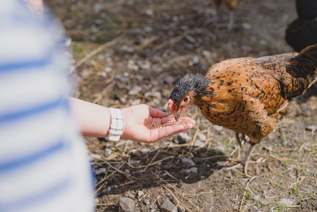 Kana syö ruokaa ihmisen kädestä käsin