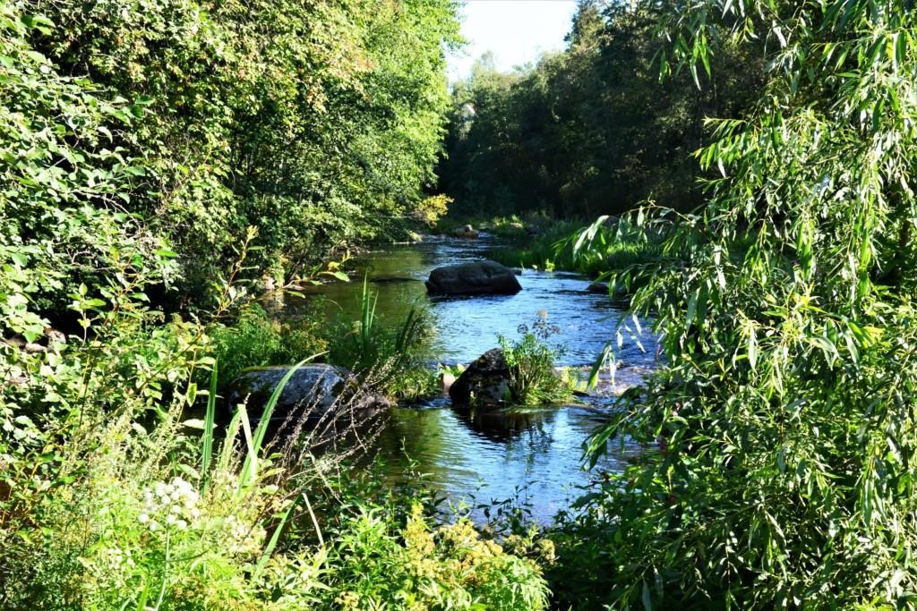 Pieni joki kulkee vihreän metsikön läpi