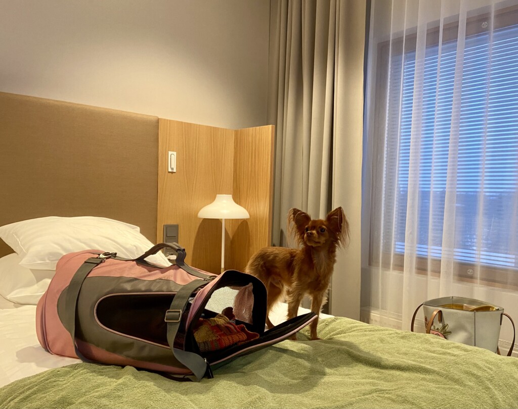 Koira nuuskimassa hotellin ilmaa sängyllä