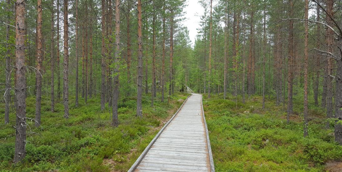 Luontopolku keskellä metsää